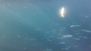 Mahi Mahi Magic: Captivating Underwater Footage!