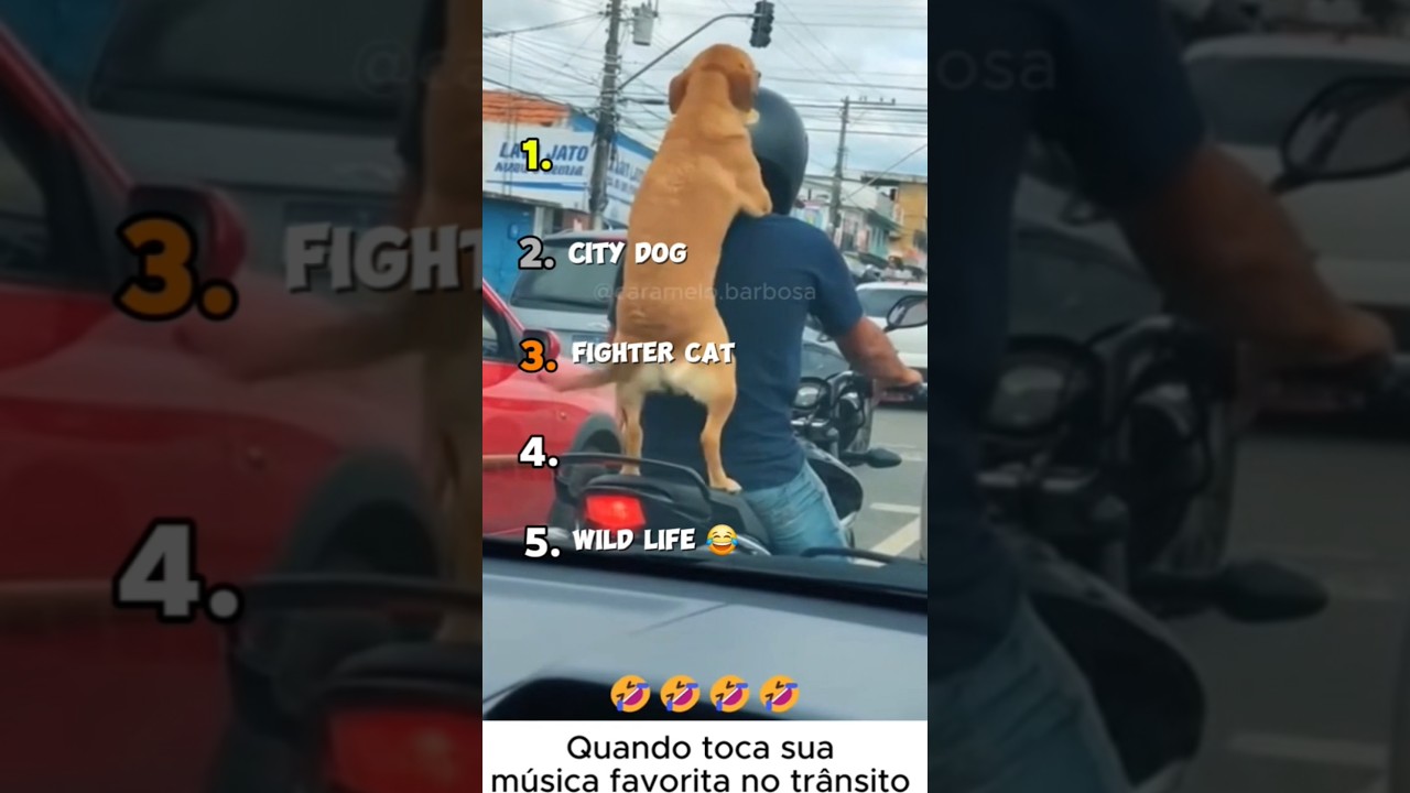 Ranking Animals That Forgot How To Animal 😂 