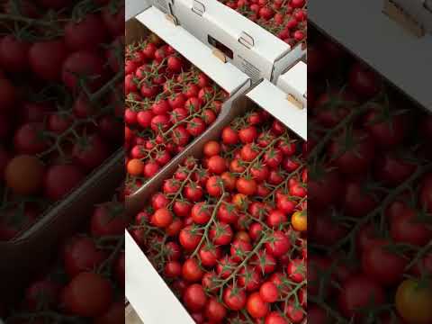 Сентино очень вкусный