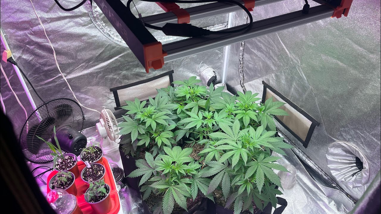10 plants How to grow weed indoor 4x8 tent top dress Gaia Green week 6