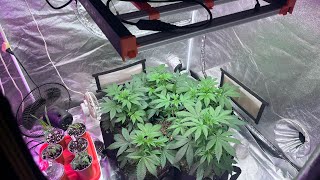 10 plants How to grow weed indoor  4x8 tent top dress Gaia Green  week 6 autoflowers Aeque Genetics