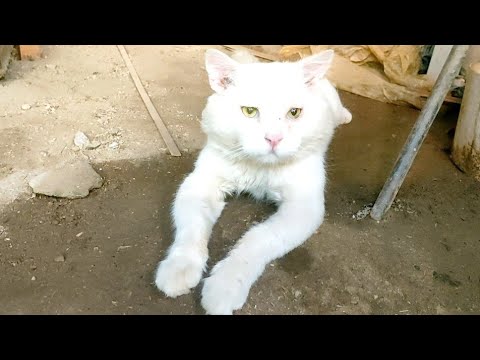 القطة الصغيرة تختبى خلف القطة الأم خوفا من هجوم محتمل من القط الأبيض الضخم حياة القطط صوت القطط