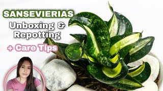SANSEVIERIA/SNAKE PLANT VARIETIES| UNBOXING AND REPOTTING