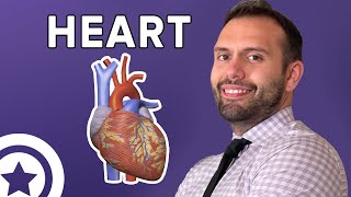 Anatomy of the Heart | HIGH-YIELD CARDIOLOGY | USMLE STEP 1