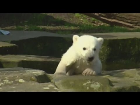 Video: „Pet Scoop“: „Knut“paslaptis „Polar Bear's Death Solved“, „Smirdantis katinas“Duetas eina virusiniu