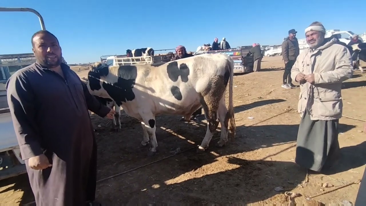 محافظة الرقة سوق وبيزار العدنانية سوق الأبقار اليوم  والعجول ربج الدلال محمد الجعوب