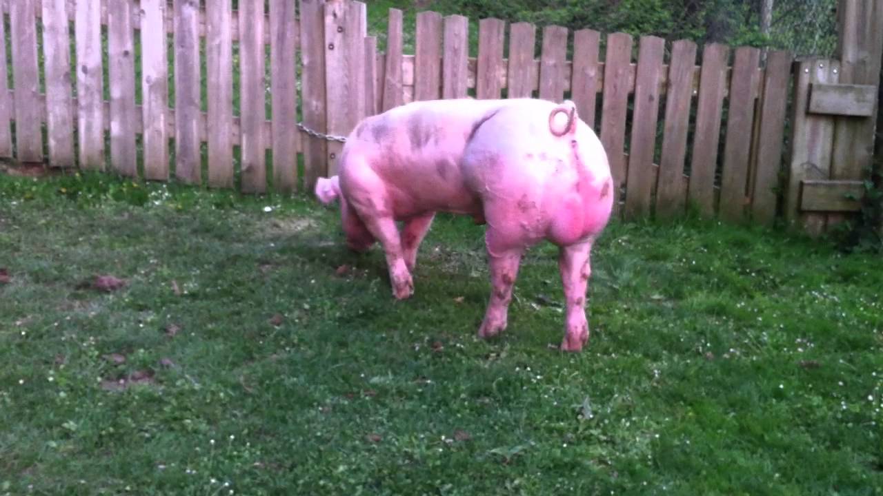 Pietrain Gepork Boar - 9207