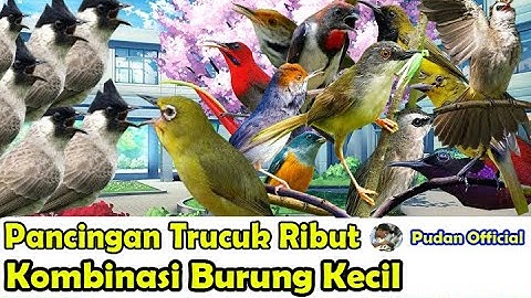 KOMBINASI SUARA PIKAT KUTILANG DAN BURUNG KECIL RIBUT ANTI ZONK