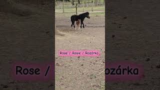 Jméno hříbátka - klisničky 🌹 #minihorse #kun #kone #name #foal