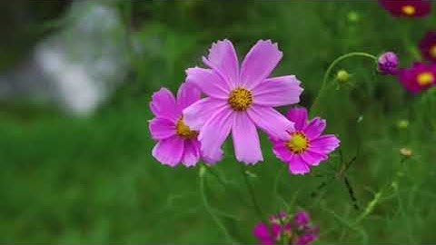 تلاوة رائعة جداً سورة الإسراء || بصوت القارئ حسين معلى البزوني