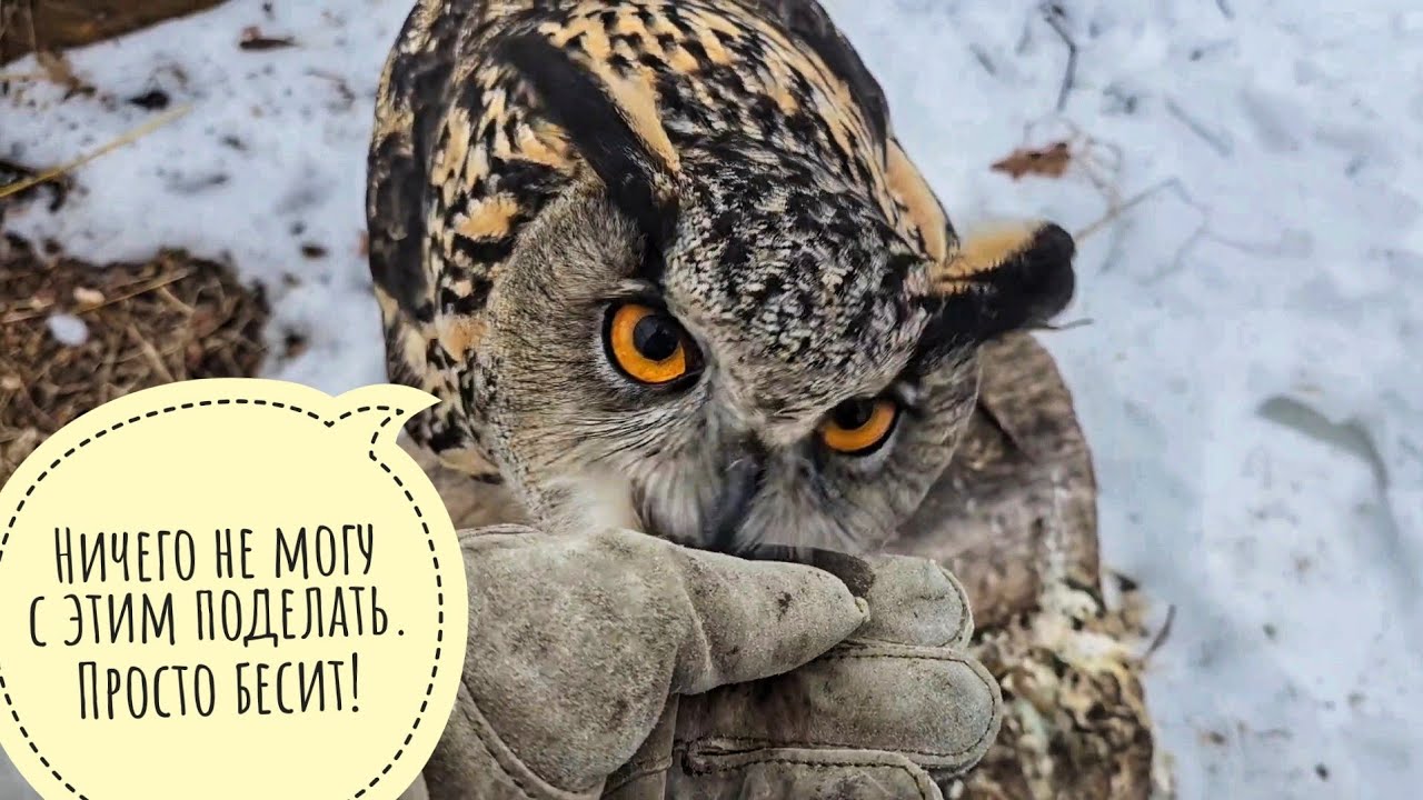 Сова Ёль и зеркальный тест. Выпустили снегиря в небо, а синицу оставили. Подарок Псу Кубику от Маши!