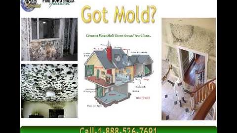 NYC Mold Inspection, Mold Removal, and Indoor Air Quality Services