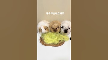 Thumbnail of The little guinea pig is singing fans again. Fans are eaten for a day and have rats to share dai