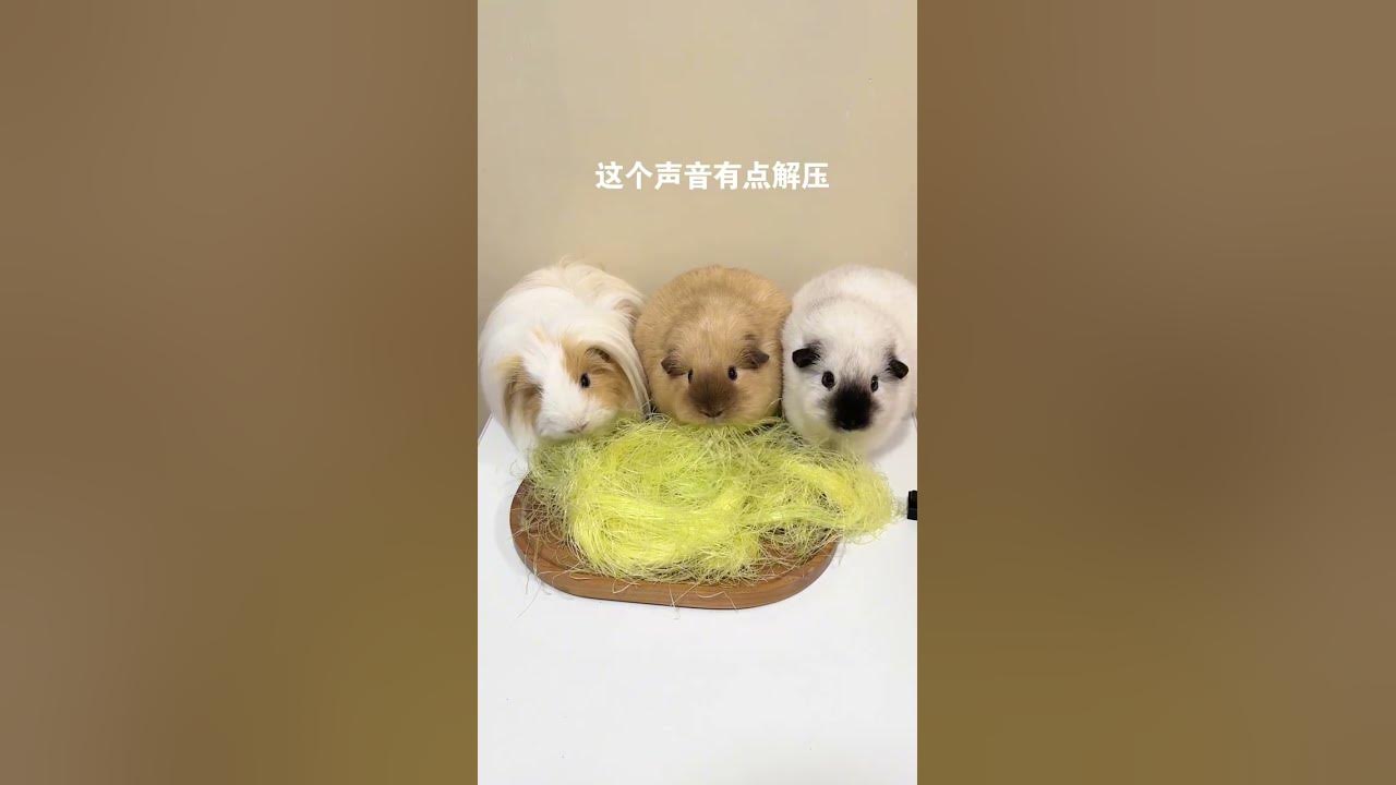 The little guinea pig is singing fans again. Fans are eaten for a day and have rats to share dai