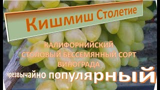 Виноград Кишмиш Столетие