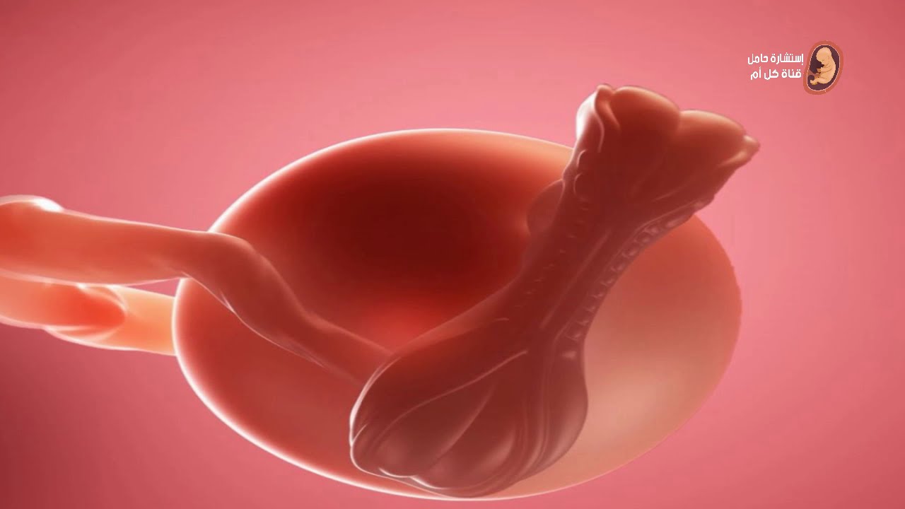 كيف يكون شكل الجنين فى الاسبوع الأول من الحمل ؟