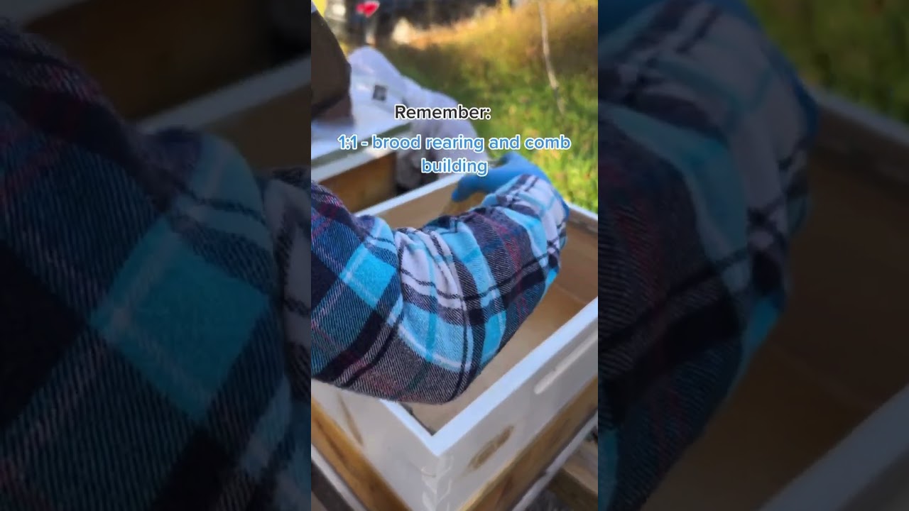 1:1 sugar water = brood rearing and comb building; 2:1 sugar water = direct storage 