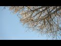 Ginkgo Day - Modular Synth Composition