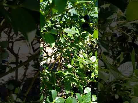 Pisca De Blueberry Georgia