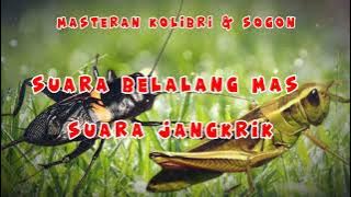 MASTERAN VIRAL BUAT SOGON DAN  KOLIBRI - SUARA JANGKRIK - SUARA BELELANG EMAS