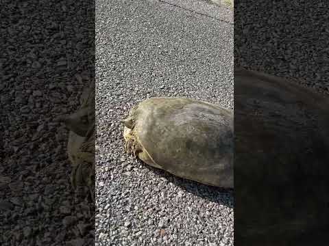 Βίντεο: Βόρεια χάρτη χελώνα