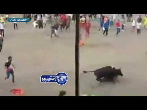 ثور هائج يقتل رجل 