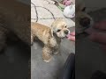 お行儀良くなる瞬間(コッカースパニエル)
