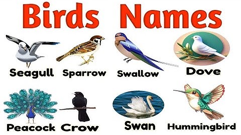 Learn Birds Names with Pictures | Birds Name and Fun Facts Video | Birds Vocabulary for Kids