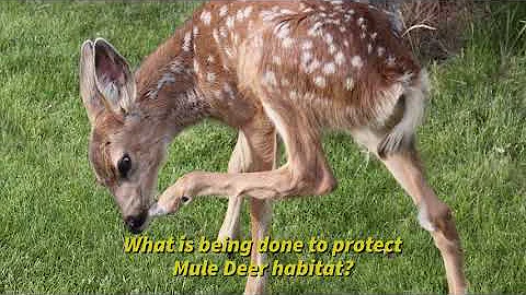 Part 4: Mule Deer Summer Range Talk with ODFW Habitat Biologist