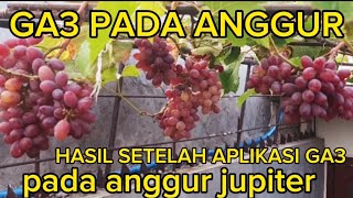 GA3 PADA ANGGUR || HASIL APLIKASI GA3 PADA ANGGUR JUPITER