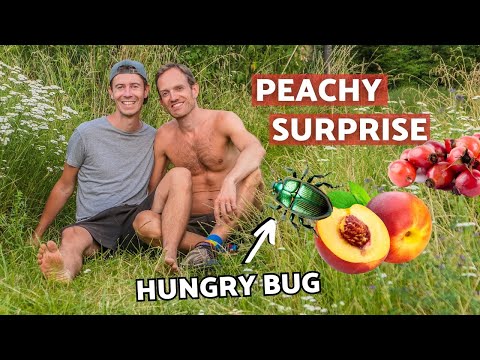 Rosehip jam &