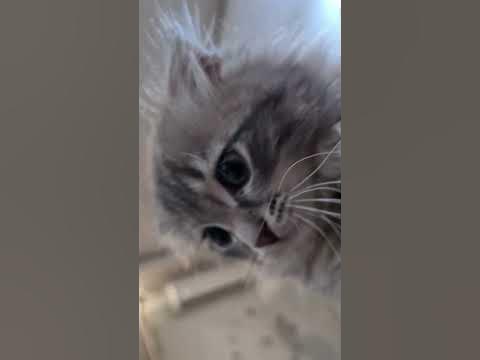 маленькие котики - YouTube