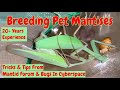Breeding Praying Mantises #breedingmantises #breedingprayingmantises