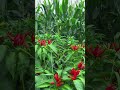 #farming #yutubeshorts #musicvideo #flowers #viralvideo #viral #musicvideo #nature #musicvideo