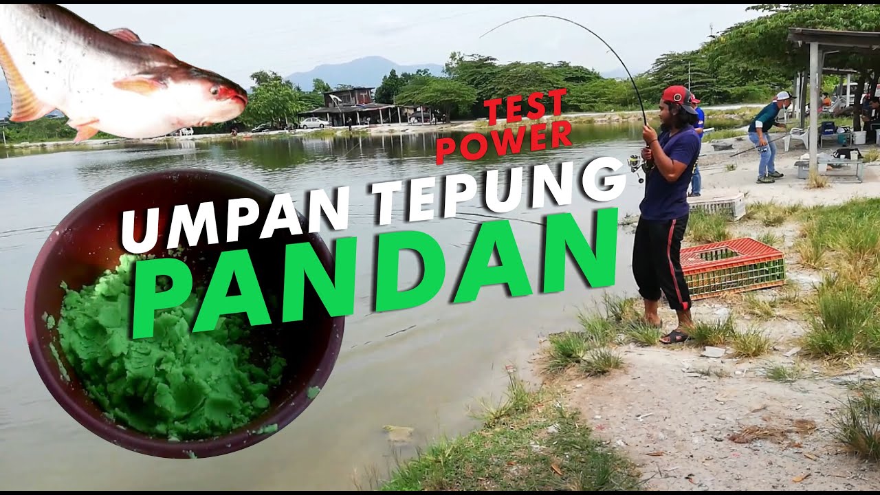 CARA MUDAH & JIMAT BANCUH UMPAN TEPUNG PANDAN | Pacak Patin Mekong