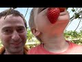 Strawberry picking in Israel 2023 // Сборы клубники в Израиле