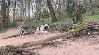 Weekly Vlog #12  |  Getting Lost in the Woods