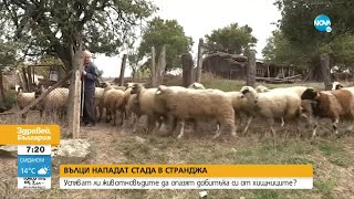 Глутници вълци нападат добитък в Странджанско - Здравей, България (07.10.2021)