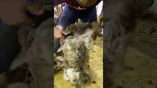 Macchiato - The Shetland Sheep Shearing