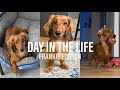 Day in the life of my mini dachshund