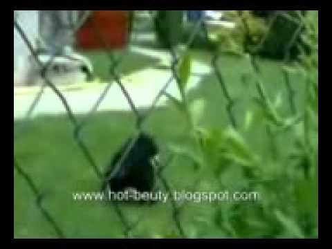 Собака трахает гуся - YouTube