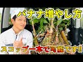 スコップ1本でやる【バナナの株分け】の方法のご紹介！沖縄県糸満市で露地栽培してます！