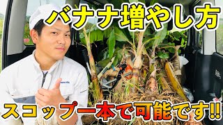 スコップ1本でやる【バナナの株分け】の方法のご紹介！沖縄県糸満市で露地栽培してます！
