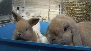 Pet Rabbits For Sale (www.pet-rabbits-for-sale.co.uk) Video 2 (HD)