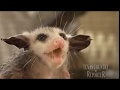 Opossum Rescue (Texas Country Reporter)