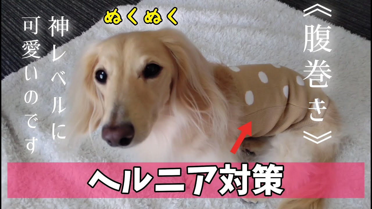 ダックスヘルニア ヘルニア対策の腹巻きなのに神レベルに可愛くなっちゃう犬 カニンヘンダックスのんの Youtube