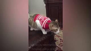Wolfies Animal Voiceovers - Pt 1