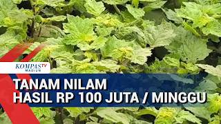 Success Story of Patchouli Plants, Farmers Earn Rp 100 Million per Week