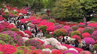 Nezu Shrine Azalea Garden Festival (Japan Tourist Destination)