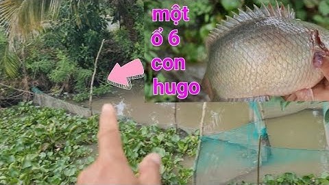 câu cá rô đồng, nước cạn cá gom bầy trúng đậm toàn hugo @TAMCARO
